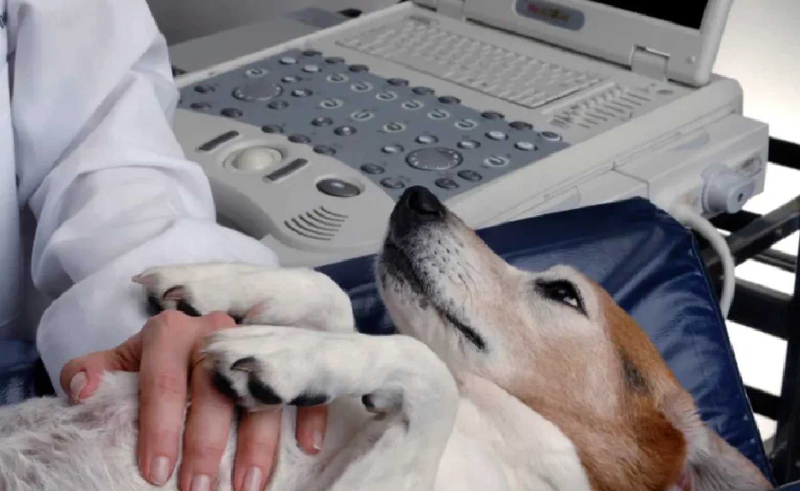 Corgi (Dog) Being Examinated by a Veterinarian